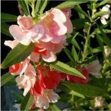 Tohumcumm 10 Adet Tohum Şebboy Çiçeği Tohumu Saksı Toprak Tohumla Gönderil