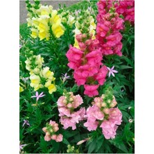 Tohumcumm 50 Adet Tohum Kına Çiçeği Tohumu Kınalı Çiçek Tohumu Saksı Toprak Sürpriz Hediye Tohumla Gönderilir