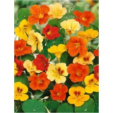 Tohumcumm 5 Adet Tohum Nadir Bulunan Laden Çiçeği Tohumu Laden Çiçek Tohumu Saksı Toprak Hediyemiz