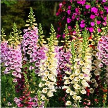 Tohumcumm 100 Adet Tohum Nadir Karışık Renkli Yüksük Çiçeği Tohumu Mezarlık Kabir Çiçeği Tohumu