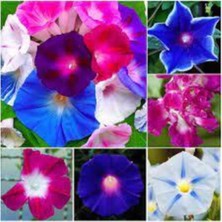 Tohumcumm 10 Adet Tohum Nadir Bulunan Ipomea Purpurea Çiçeği Tohumu Sürpriz Hediye Tohumla Gönderilir