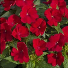 Tohumcumm 10 Adet Nadir Bulunan Cam Güzeli Çiçeği Tohumu Cam Güzeli Çiçek Tohum Hediye Tohumlu