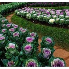 Tohumcumm 20 Adet Tohum Nadir Organik Karışık Renkli Süs Lahana Çiçeği Tohumu Hediye Tohumlu