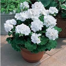 Tohumcumm 10 Adet Tohum Nadir Bulunan Beyaz Sardunya Çiçeği Çiçek Tohumu Saksı Toprak Hediyemiz