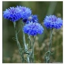 Tohumcumm 20 Adet Tohum Nadir Mavi Renkli Kantoron Kantaron Çiçeği Tohumu Yayılgan Çiçek Saksı Toprak