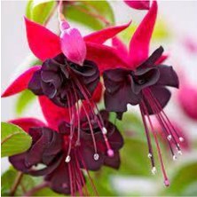 Tohumcumm 50 Adet Adet Tohum Nadir Bulunan Siyah Küpeli Çiçek Tohumu Saksı