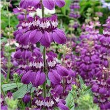 Tohumcumm 20 Adet Tohum Nadir Bulunan Çin Evi Çiçeği Tohumu Çin Çiçeği Tohumu Saksı Toprak