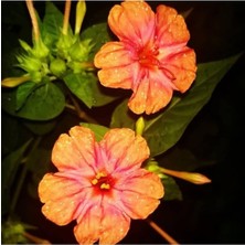 Tohumcumm 10 Adet Tohum Nadir Gündüz Sefası Gündüz Güzeli Çiçeği Tohumu Saksı Toprak Hediyemiz