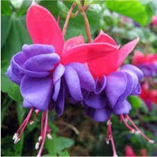 Tohumcumm 15 Adet Tohum Nadir Mavi Küpeli Çiçeği Tohum