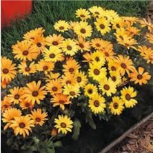 Tohumcumm 30 Adet Tohum Sarı Afrika Papatyası Tohumu Mezarlık Kabir Çiçeği Saksı Toprak Hediye