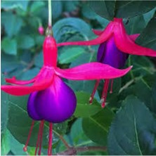 Tohumcumm 30 Adet Tohum Nadir Yer Küpeli Çiçek Tohumu Organik Tohum Küpeli Çiçek Saksı Toprak Hediyeli