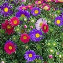 Tohumcumm 20 Adet Tohum Kraliçe Papatya Çiçeği Tohumu Saksı Toprak Hediyemizdir