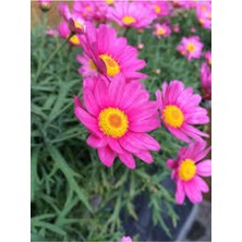 Tohumcumm 50 Adet Tohum Nadir Bulunan Pembe Papatya Çiçeği Tohumu Papatya Çiçek Hediye Tohumlu