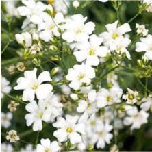 Tohumcumm 20 Adet Tohum Nadir Çöven Çiçeği Mezarlık Kabir Çiçeği Tohumu Hediye Tohumlu