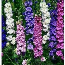 Tohumcumm 10 Adet Tohum Hezaren Çiçeği Tohumu Karışık Hezaren Çiçeği Egzotik Çiçek Sürpriz Hediye Tohumlu