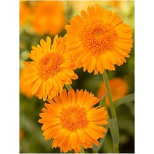 Tohumcumm 20 Adet Tohum Nadir Organik Portakal Nergisi Çiçek Tohumu Nergiz Çiçeği Tohumu Yeni Sezon Tohumlar