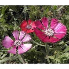 Tohumcumm 20 Adet Tohum Türbe Çiçeği Tohumu Çiçek Tohumu Saksı Toprak Sürpriz Hediye Tohumludur