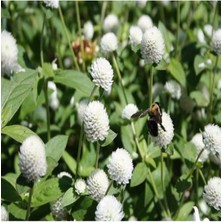 Tohumcumm 10 Adet Tohum Nadir Bulunan Beyaz Medine Çiçeği Tohumu Medine Çiçek Tohumu Saksı Toprak Hediyemiz