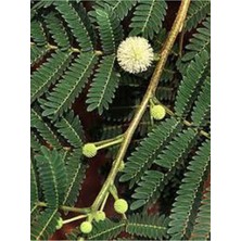 Tohumcumm 10 Adet Tohum Nadir Beyaz Çiçekli Mimoza Ağacı Ağaç Tohumu Hediye Tohumludur