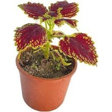 Tohumcumm 100 Adet Tohum Nadir Kırmızı Kalyos Çiçeği Tohumu Hediye Tohumlu