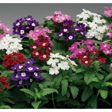 Tohumcumm 20 Adet Tohum Nadir Bulunan Karışık Mine Çiçeği Tohumu Organik Tohum Saksı Toprak