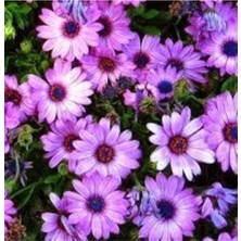 Tohumcumm 30 Adet Tohum Nadir Bulunan Bodrum Papatya Çiçek Tohumu Saksı Toprak Sürpriz Hediye Tohumludur