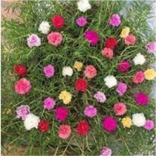 Tohumcumm 20 Adet Tohum İpek Şellaki Çiçeği Tohumu Çiçek Tohumu Saksı Toprak Sürpriz Hediye Tohum