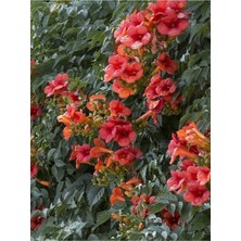 Tohumcumm 100 Adet Tohum Nadir Pembe Uzak Doğu Acem Borusu Çiçeği Tohumu Hediyemizdir