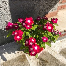 Tohumcumm 20 Adet Tohum Nadir Pembe Cezayir Menekşe Çiçeği Tohumu Organik Saksı Toprak Hediye