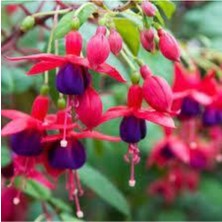 Tohumcumm 10 Adet Tohum Yer Küpelisi Çiçeği Tohumu Küpeli Çiçek Tohumu Sürpriz Hediye Tohumlu