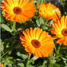 Tohumcumm 10 Adet Tohum Nadir Portakal Nergizi Nergis Çiçeği Mezarlık Kabir Çiçeği Organik