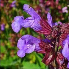 Tohumcumm 20 Adet Tohıum Adaçayı Çiçeği Tohumu Mor Ada Çay Çiçek Tohumu Saksı Toprak