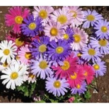 Tohumcumm 10 Adet Tohum Nadir Bulunan Dilber Kirpiği Çiçeği Tohumu Çiçek Tohumu Sürpriz Hediye Tohumludur