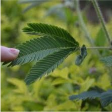 Tohumcumm 20 Adet Tohum Nadir Küstüm Çiçeği Tohumu Dokununca Kapanan Küsen Çiçek Tohumu Saksı Toprak Hediyeli