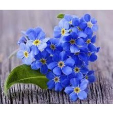 Tohumcumm 20 Adet Çok Nadir Bulunan Unutma Beni Çiçeği Tohumu Beni Unutma Çiçek Hediye Tohumlu