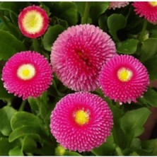 Tohumcumm 20 Adet Tohum Nadir Bulunan Çilek Çiçeği Tohumu Çilek Çiçeği Hediye Tohumludur