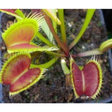 Tohumcumm 15 Adet Tohum Organik Tropikal Doğa Sinekkapan Sinek Kapan Etçil Bitki Balkon Çiçek Tohumu Saksı Top