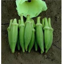 Tohumcumm 100 Adet Tohum Nadir Organik Çiçek Bamya Tohumu Saksı Toprak Hediye