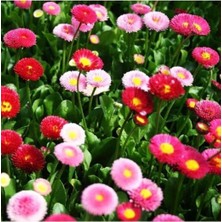 Tohumcumm 20 Adet Tohum Nadir Bulunan Çilek Çiçeği Tohumu Çilek Çiçeği Saksı Toprak Hediyemiz