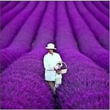 Tohumcumm 100 Adet Tohum Nadir Hobi Bahçe Balkon Lavanta Çiçeği Tohumu Saksı Toprak Hediyeli