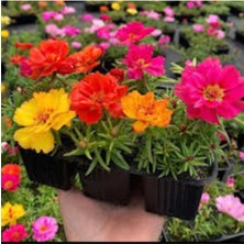 Tohumcumm 20 Adet Tohum Organik Hobi Balkon Çiçeği Karışık Katmerli İpek Çiçek Tohumu Hediye Tohumludur