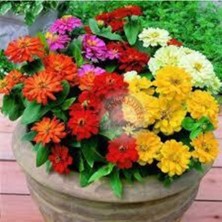 Tohumcumm 10 Adet Tohum Nadir Zinna Çiçeği Tohumu Saksı Toprak Sürpriz Hediye Tohumludur