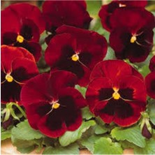 Tohumcumm 15 Adet Tohum Dev Isviçre Menekşesi Tohumu Menekşe Tohumu Sürpriz Hediye Çiçek Tohumludur