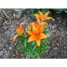 Tohumcumm 10 Adet Tohum Nadir Bulunan Portakal Zambağı Çiçeği Tohumu Sürpriz Hediye Tohumlu