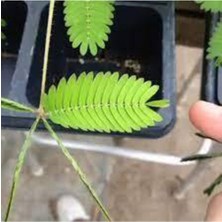 Tohumcumm 25 Adet Tohum Organik Bahçe Çiçekler Küstüm Çiçek Tohumu Mimoza Çiçeği Saksılık Balkon Çiçeği Saksı