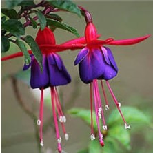 Tohumcumm 20 Adet Tohum Otantik Kokulu Mavi Küpeli Çiçeği Mezarlık Kabir Çiçeği Saksı Topraklı