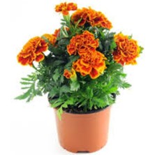 Tohumcumm 100 Adet Tohum Top Kadife Çiçeği Tohumu Mezarlık Kabir Çiçeği Saksı Toprak Hediye