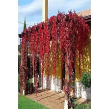 Tohumcumm 20 Adet Tohum Kırmızı Sarmaşık Tohumu Japon Sarmaşık Tohumu Japon Sarmaşığı Çiçeği