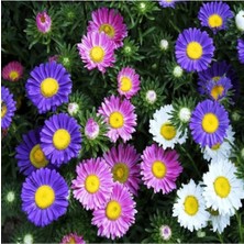 Tohumcumm 25 Adet Tohum Organik Hobi Bahçe Karışık Renkli Kirpiği Çiçek Tohum