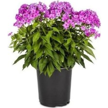 Tohumcumm 5 Adet Tohum Nadir Flox Çiçeği Tohumu Mavi Flox Çiçeği Hediye Tohumludur